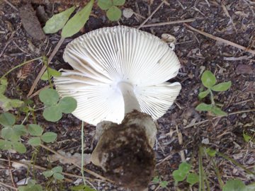 Funghetto in crescita